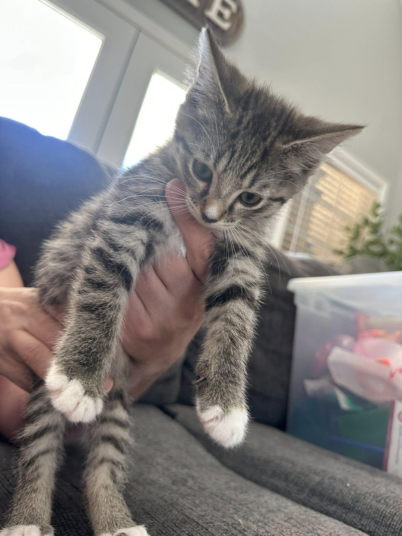 Tulip Jones, ADOPTABLE, Kitten Female Domestic Short Hair.