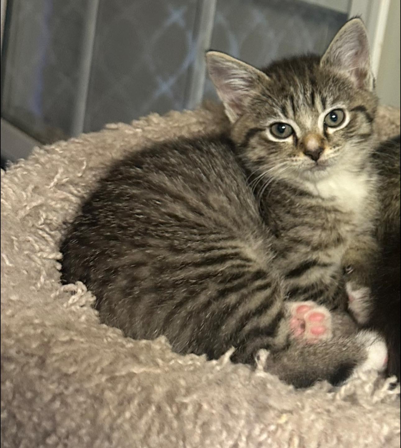 Enlarge Tulip Jones, a ADOPTABLE Domestic Short Hair in Clarksville, TN image 2/3