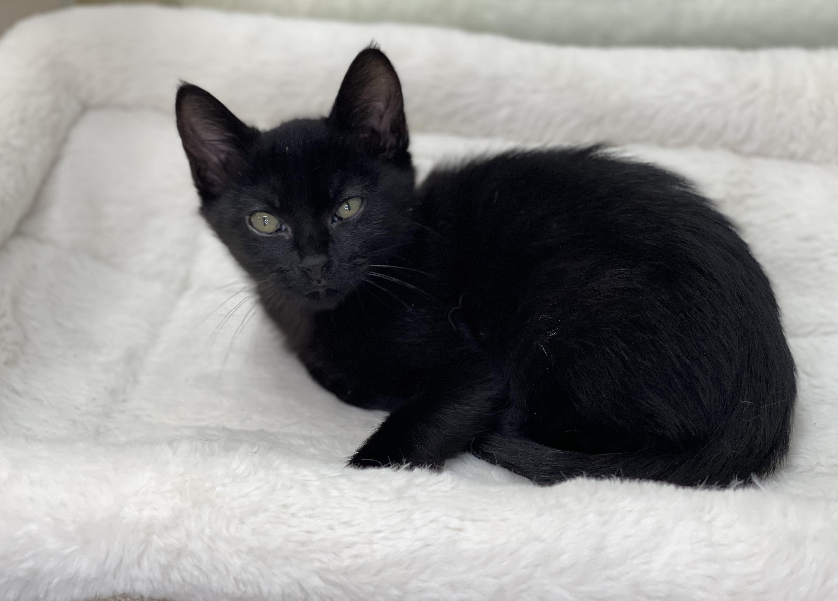 Enlarge Beckett, a Adopted Domestic Short Hair in chino, CA image 1/6