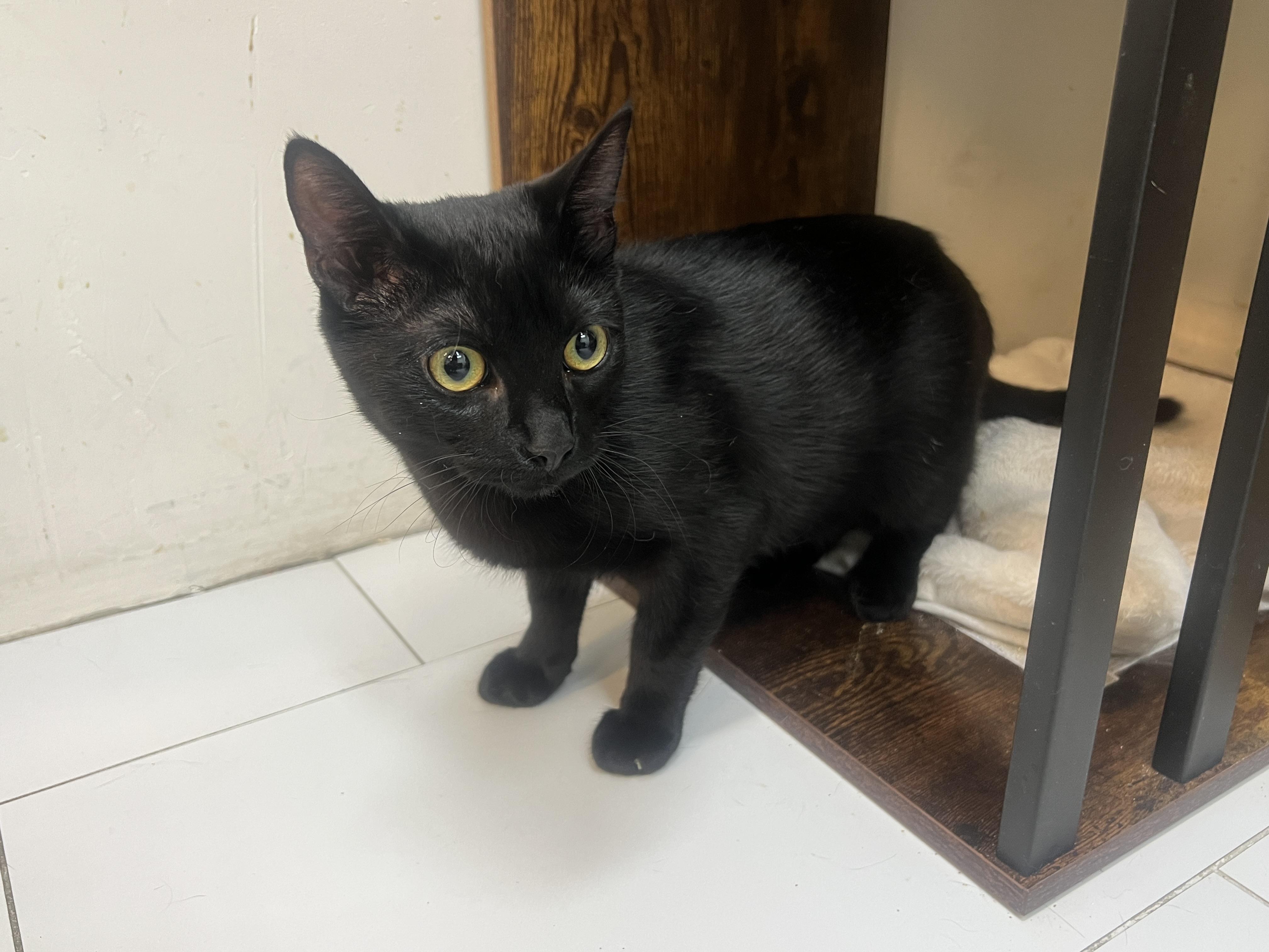 Enlarge Beckett, a Adopted Domestic Short Hair in chino, CA image 3/6