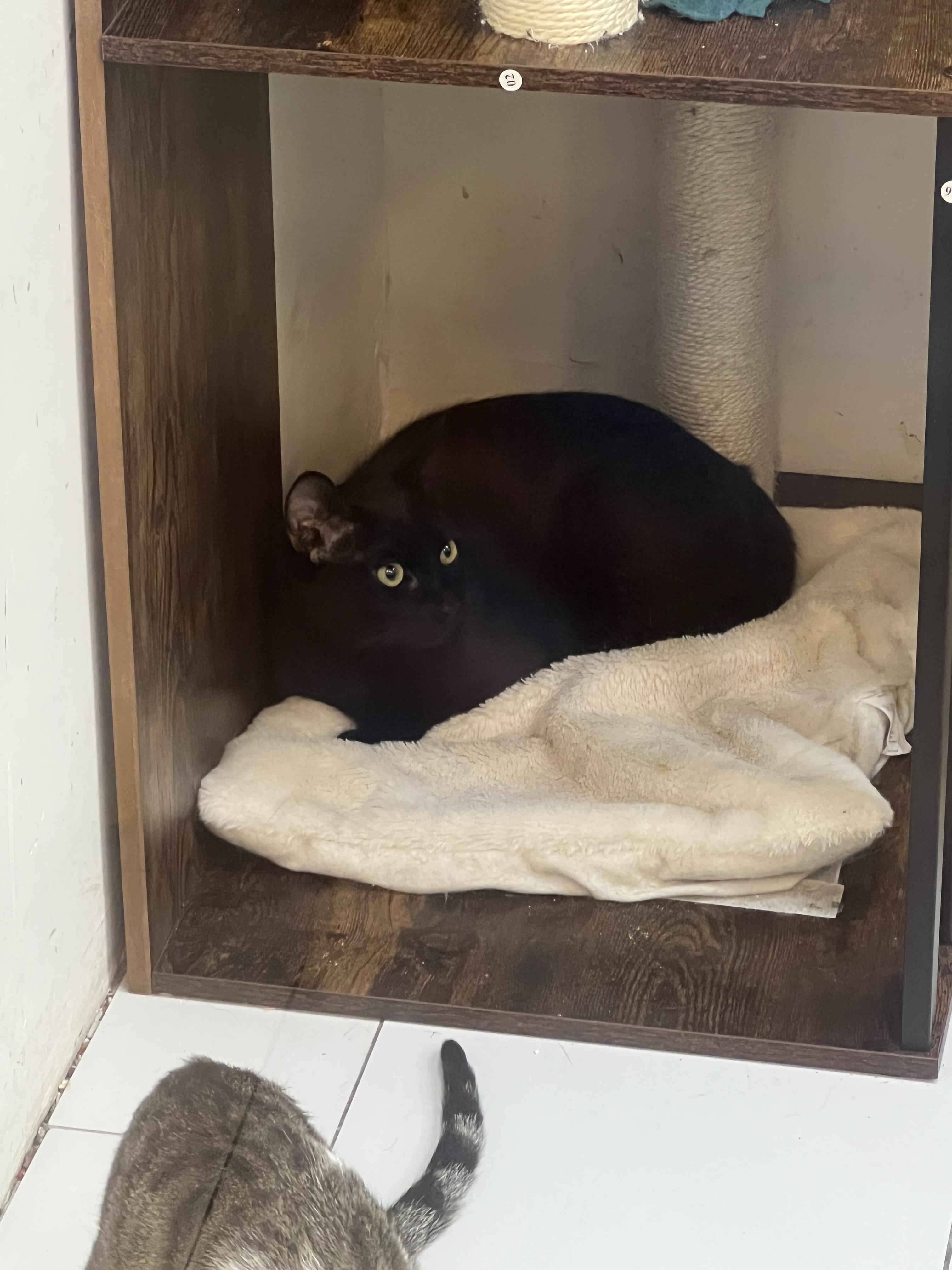 Enlarge Beckett, a Adopted Domestic Short Hair in chino, CA image 5/6