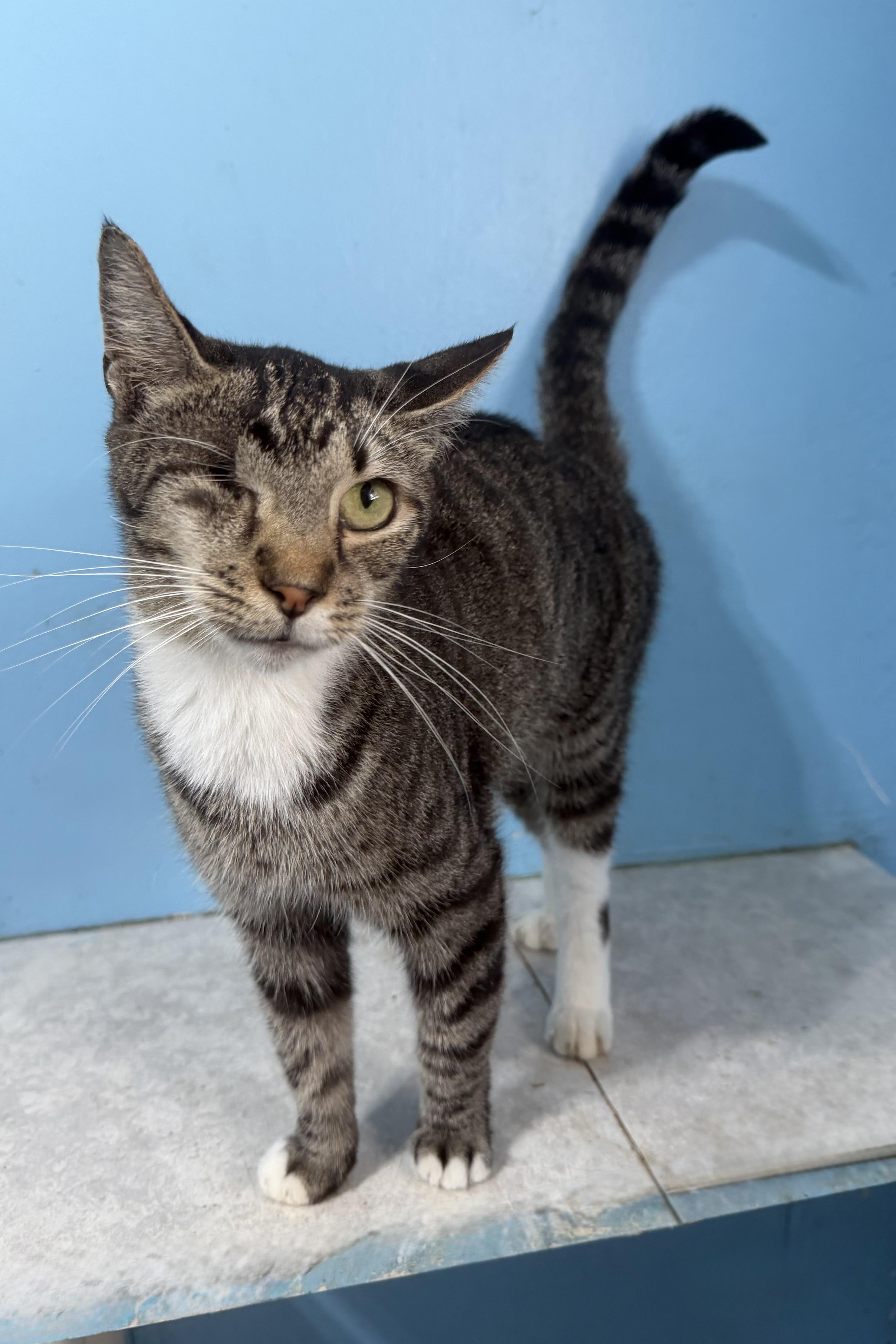 Enlarge Lilac, a Adopted Domestic Short Hair in Plant City, FL image 1/2