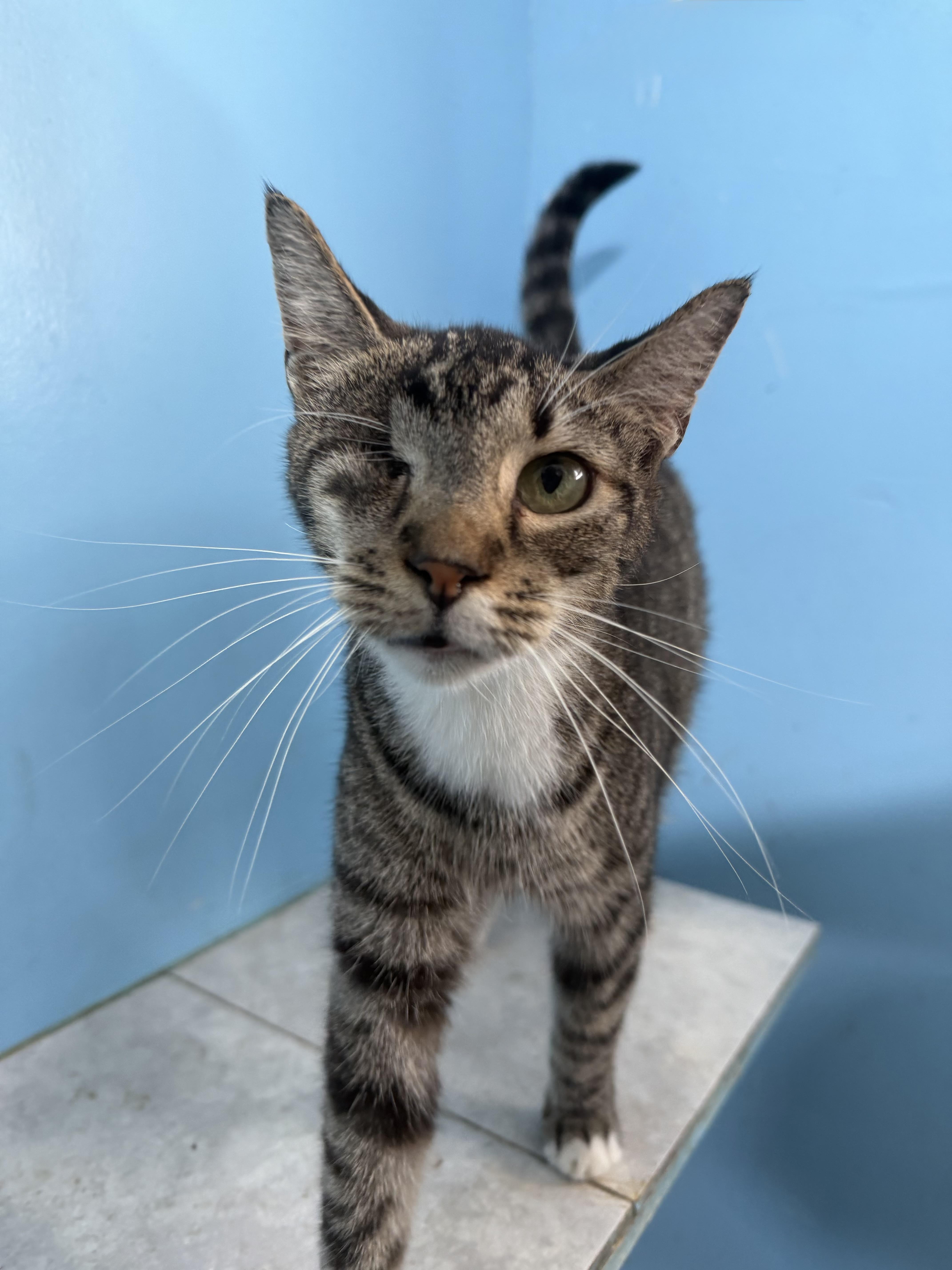 Enlarge Lilac, a Adopted Domestic Short Hair in Plant City, FL image 2/2