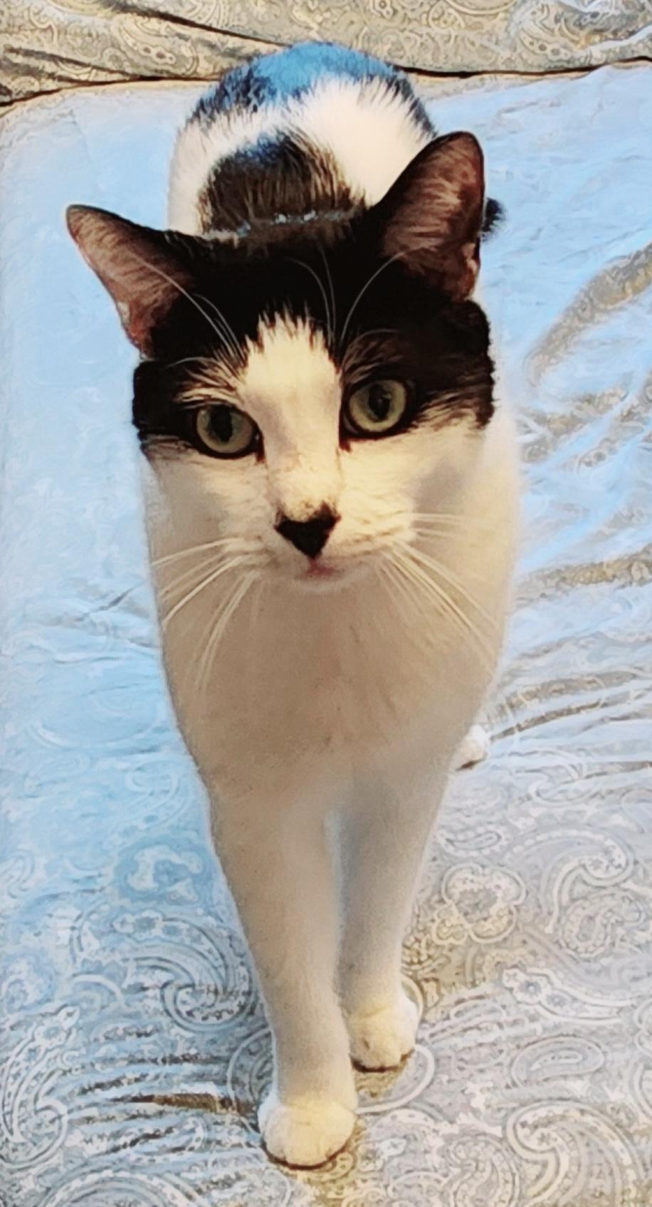 Domino, a Adoptable Domestic Short Hair in South San Francisco, CA image 1/3