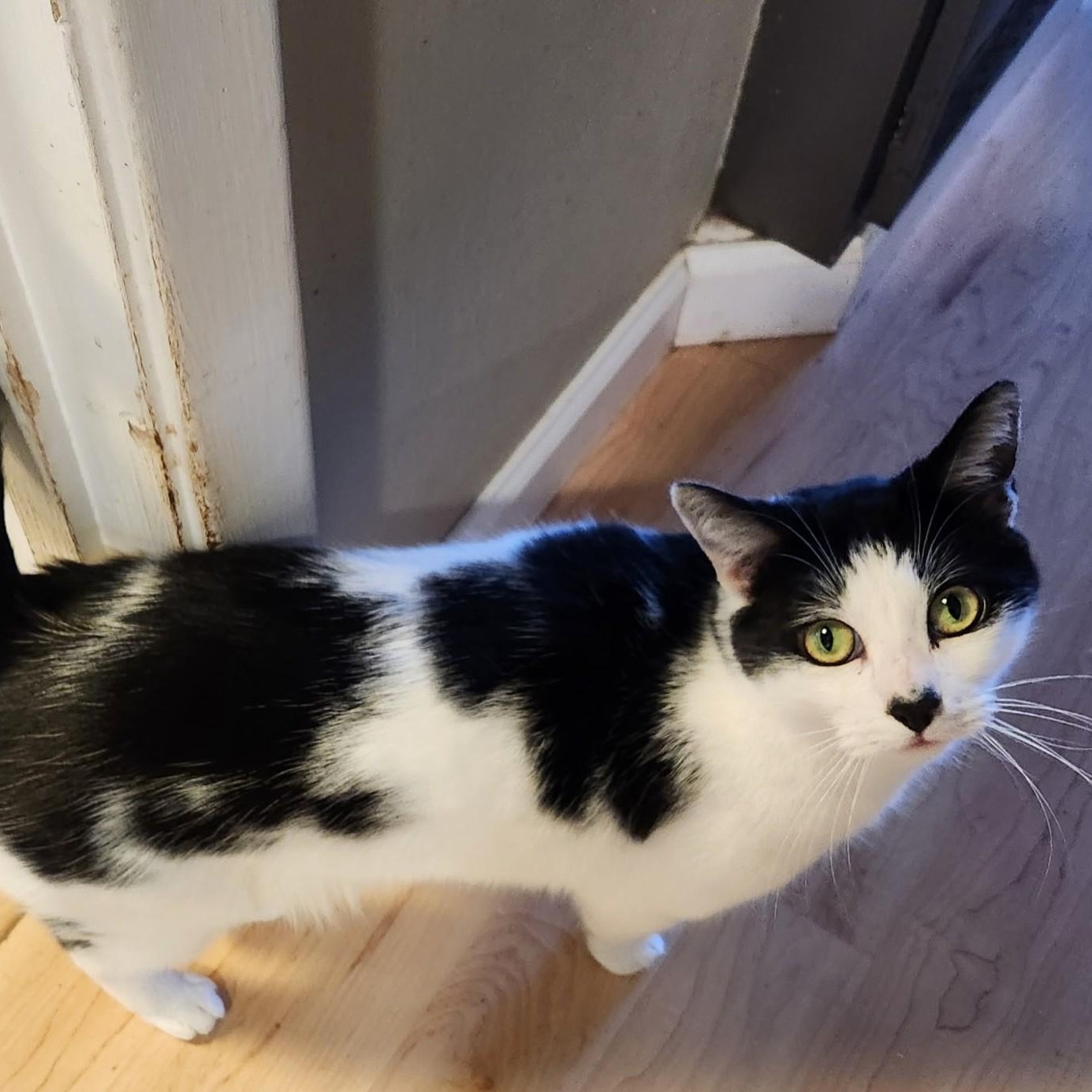 Domino, Adoptable, Adult Male Domestic Short Hair.