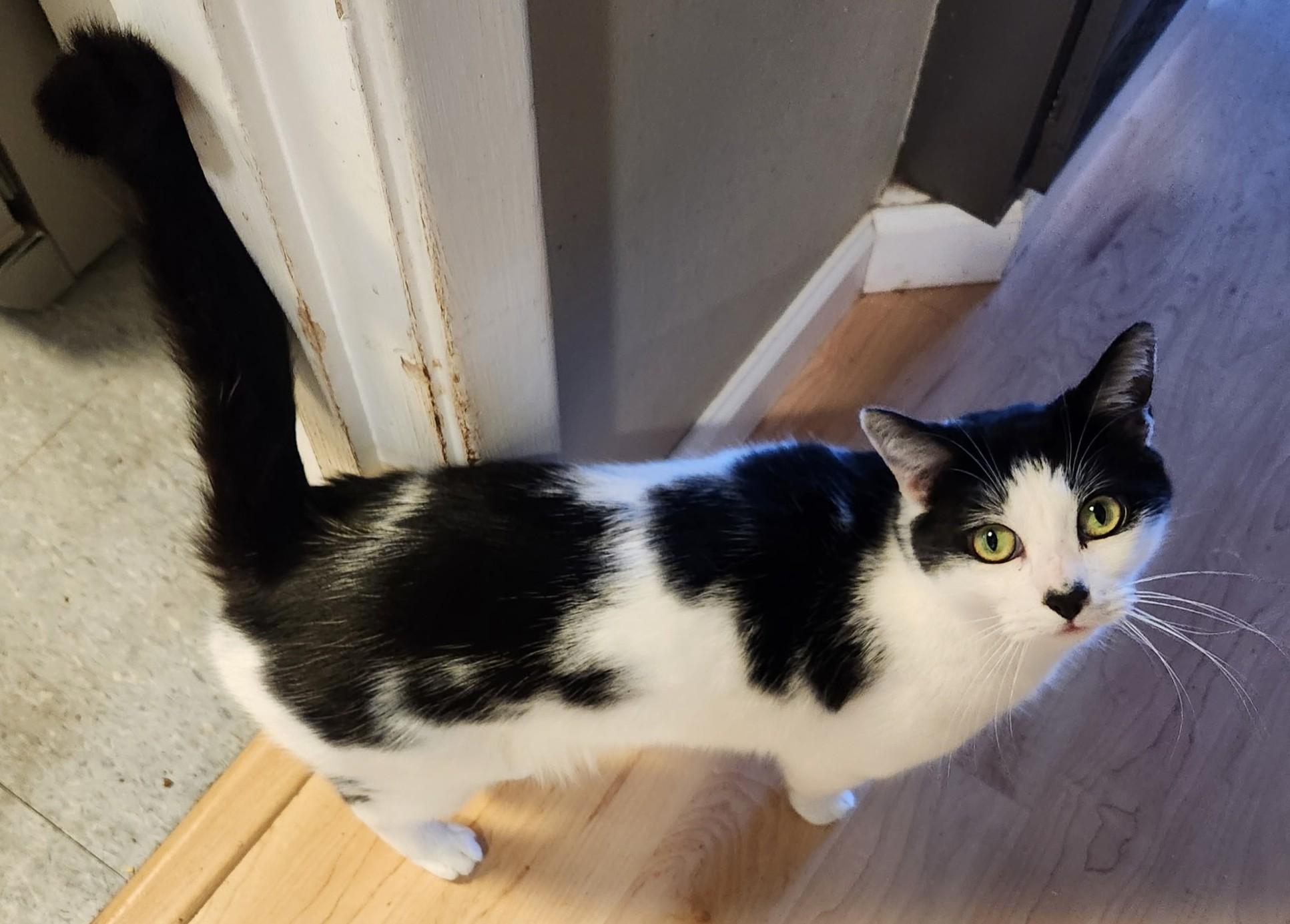 Domino, a Adoptable Domestic Short Hair in South San Francisco, CA image 2/3