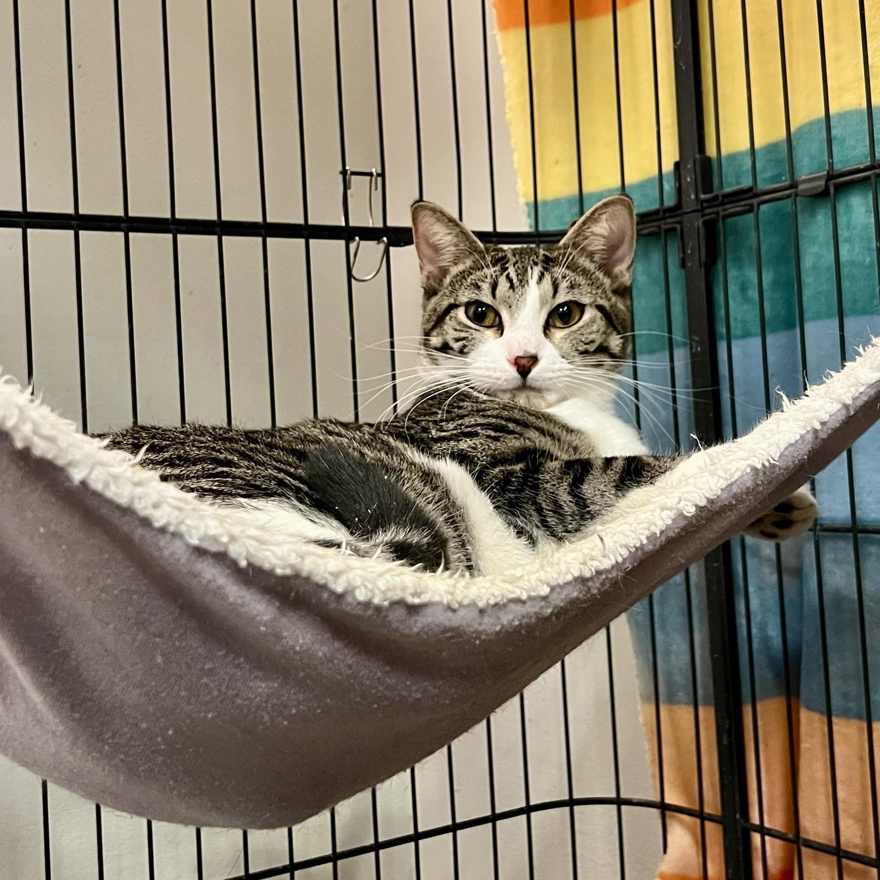 Lucy, Adoptable, Kitten Female Domestic Short Hair.