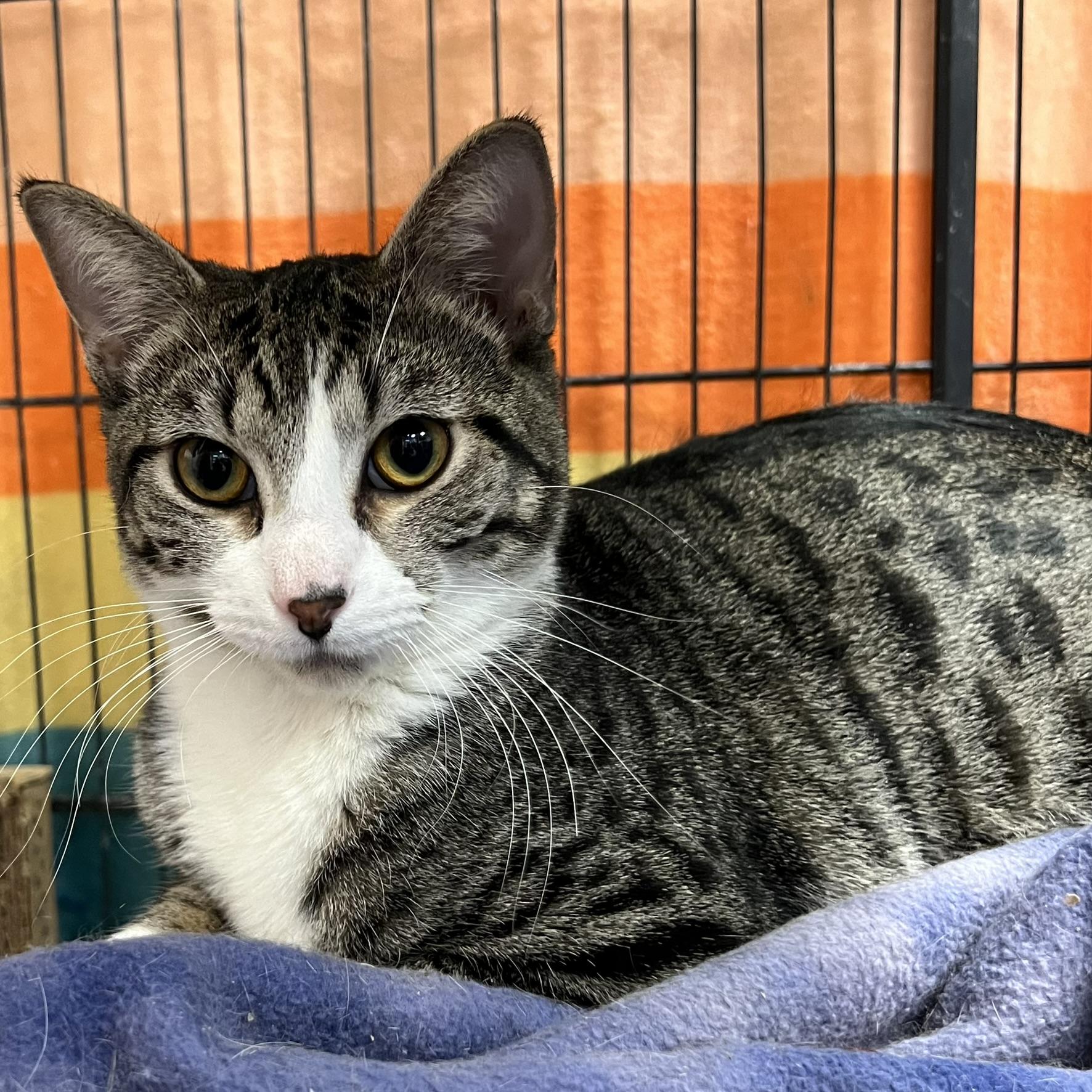 Enlarge Lucy, a Adoptable Domestic Short Hair in Overland Park, KS image 2/2