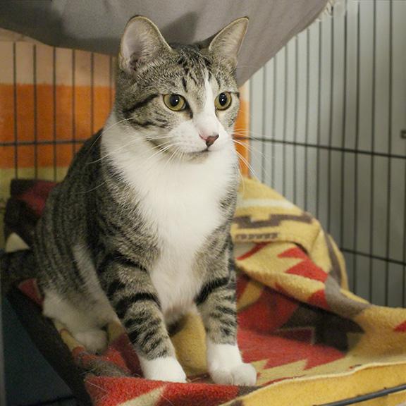 Enlarge Lucy, a Adoptable mixed breed in Overland Park, KS image 2/3