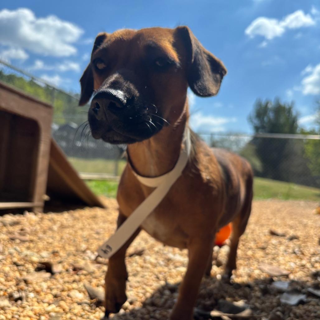 Enlarge Cheese, a Adoptable mixed breed in Birmingham, AL image 2/6