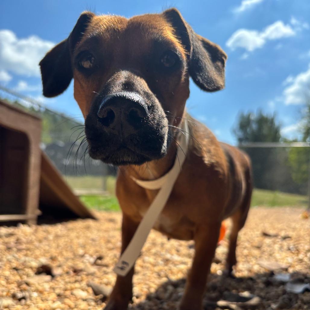 Enlarge Cheese, a Adoptable mixed breed in Birmingham, AL image 3/6