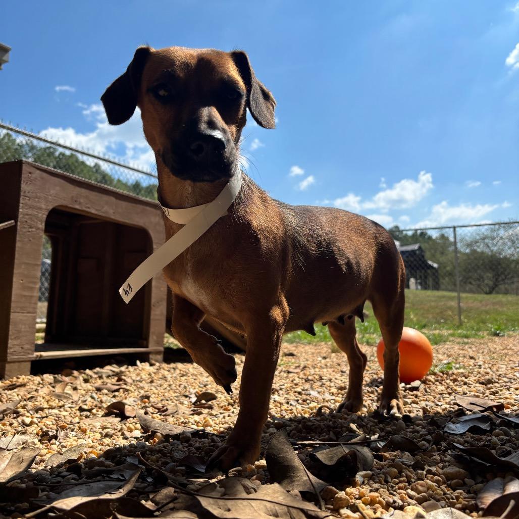 Enlarge Cheese, a Adoptable mixed breed in Birmingham, AL image 4/6