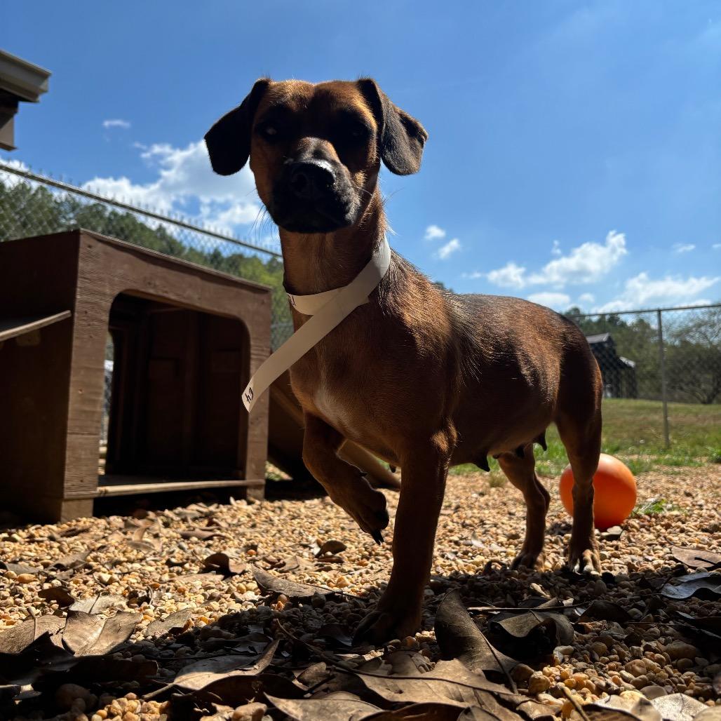 Enlarge Cheese, a Adoptable mixed breed in Birmingham, AL image 6/6
