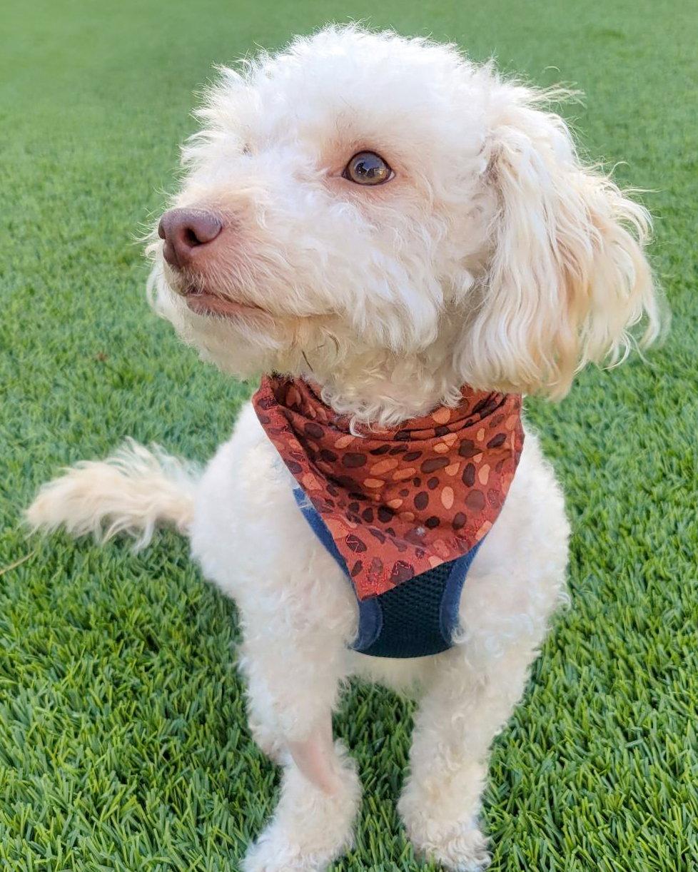 Oakley, Adopted, Adult Male Poodle.