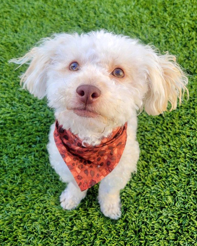 Oakley, a Adopted Poodle in Corona, CA image 2/3