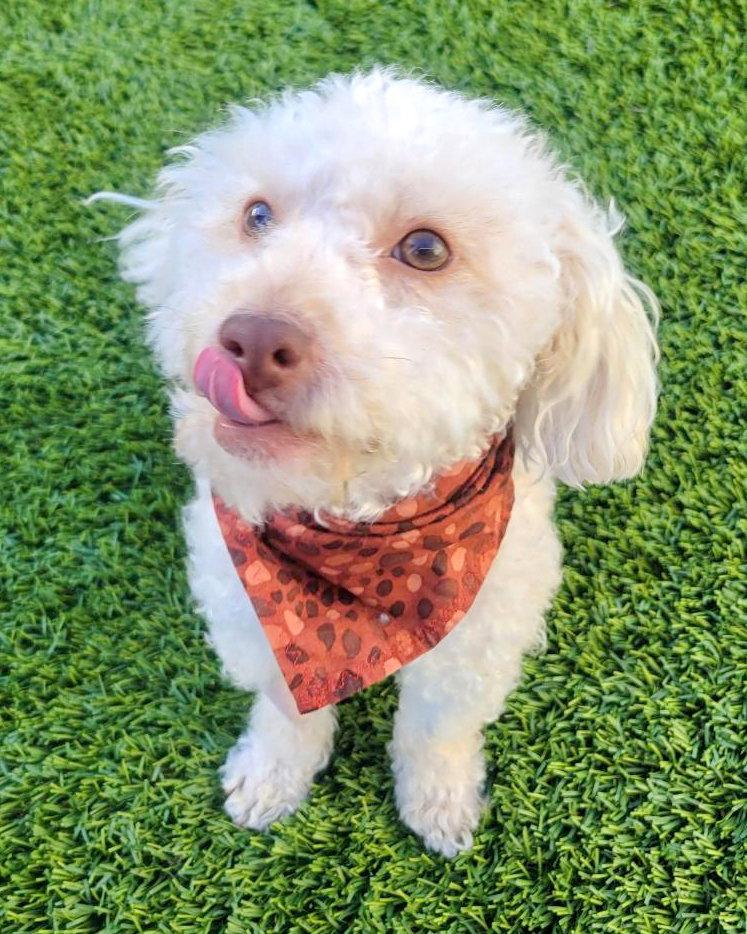 Oakley, a Adopted Poodle in Corona, CA image 3/3
