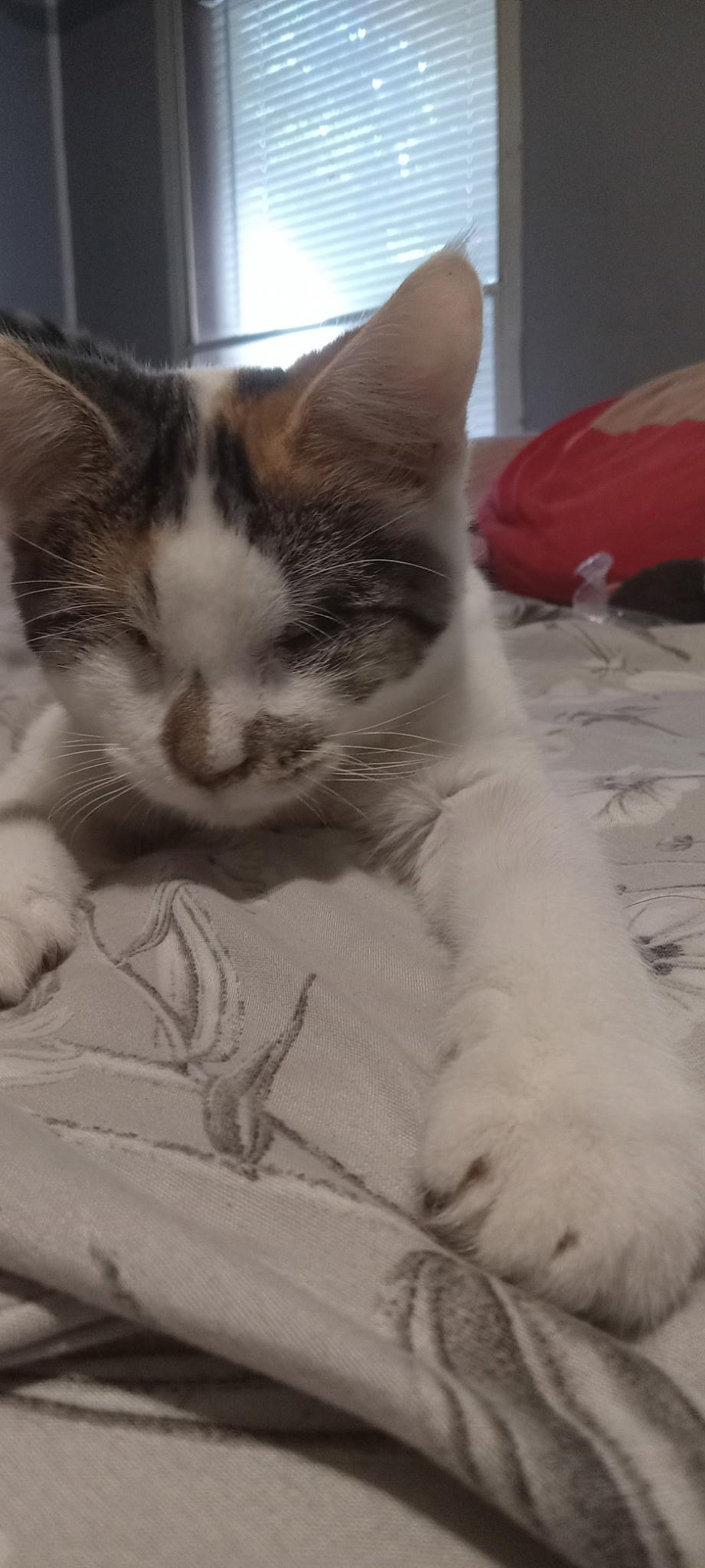 Enlarge Echo (aka Sonar), a Adoptable Domestic Short Hair in bauxite, AR image 2/5