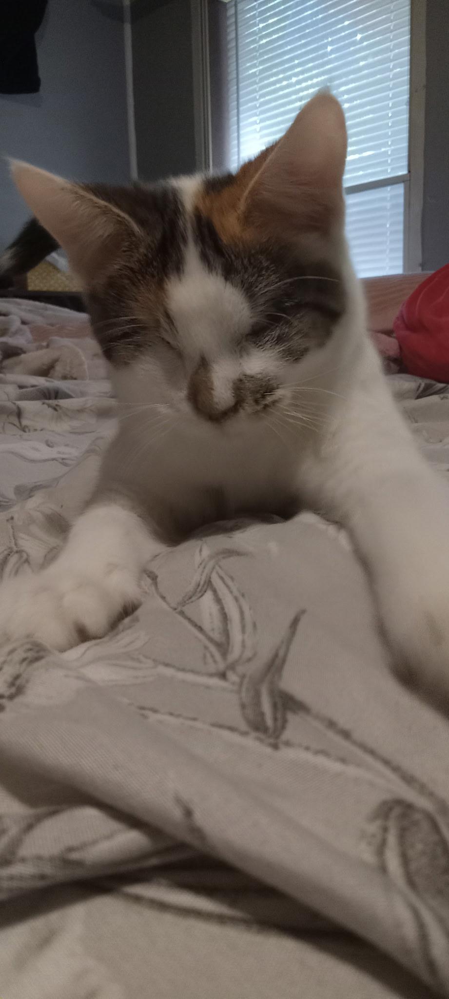 Echo (aka Sonar), Adoptable, Young Female Domestic Short Hair.