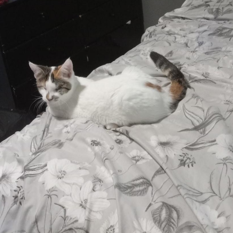 Enlarge Echo (aka Sonar), a Adoptable Domestic Short Hair in bauxite, AR image 5/5