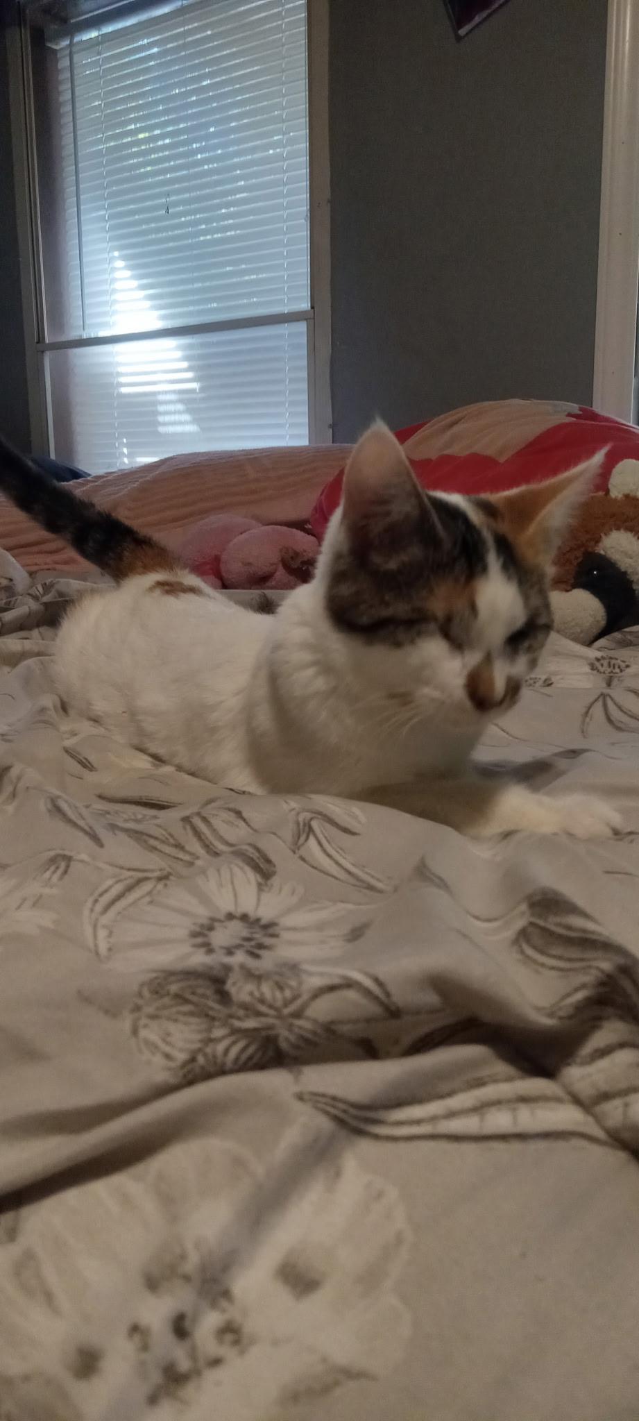 Enlarge Echo (aka Sonar), a Adoptable Domestic Short Hair in bauxite, AR image 3/5