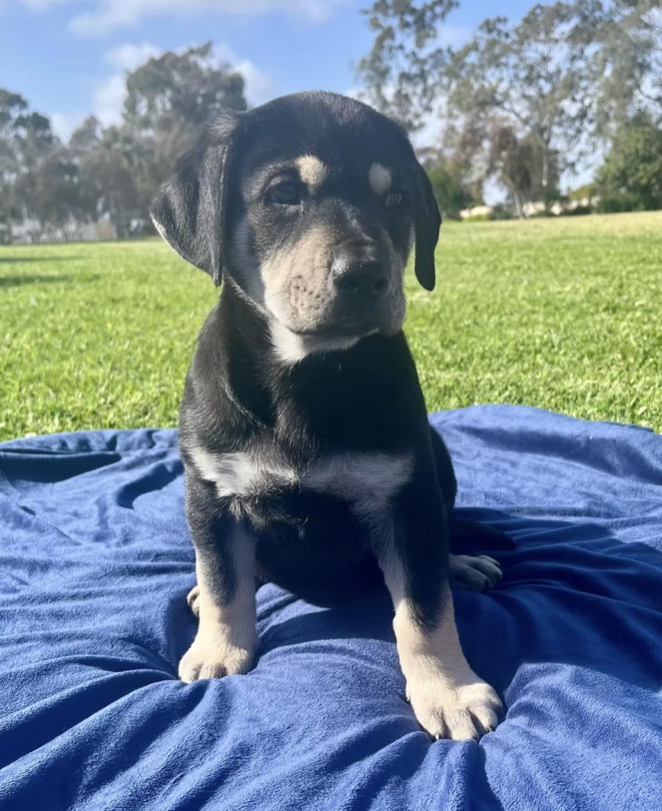 Dozer, ADOPTABLE, Puppy Male Chocolate Labrador Retriever.