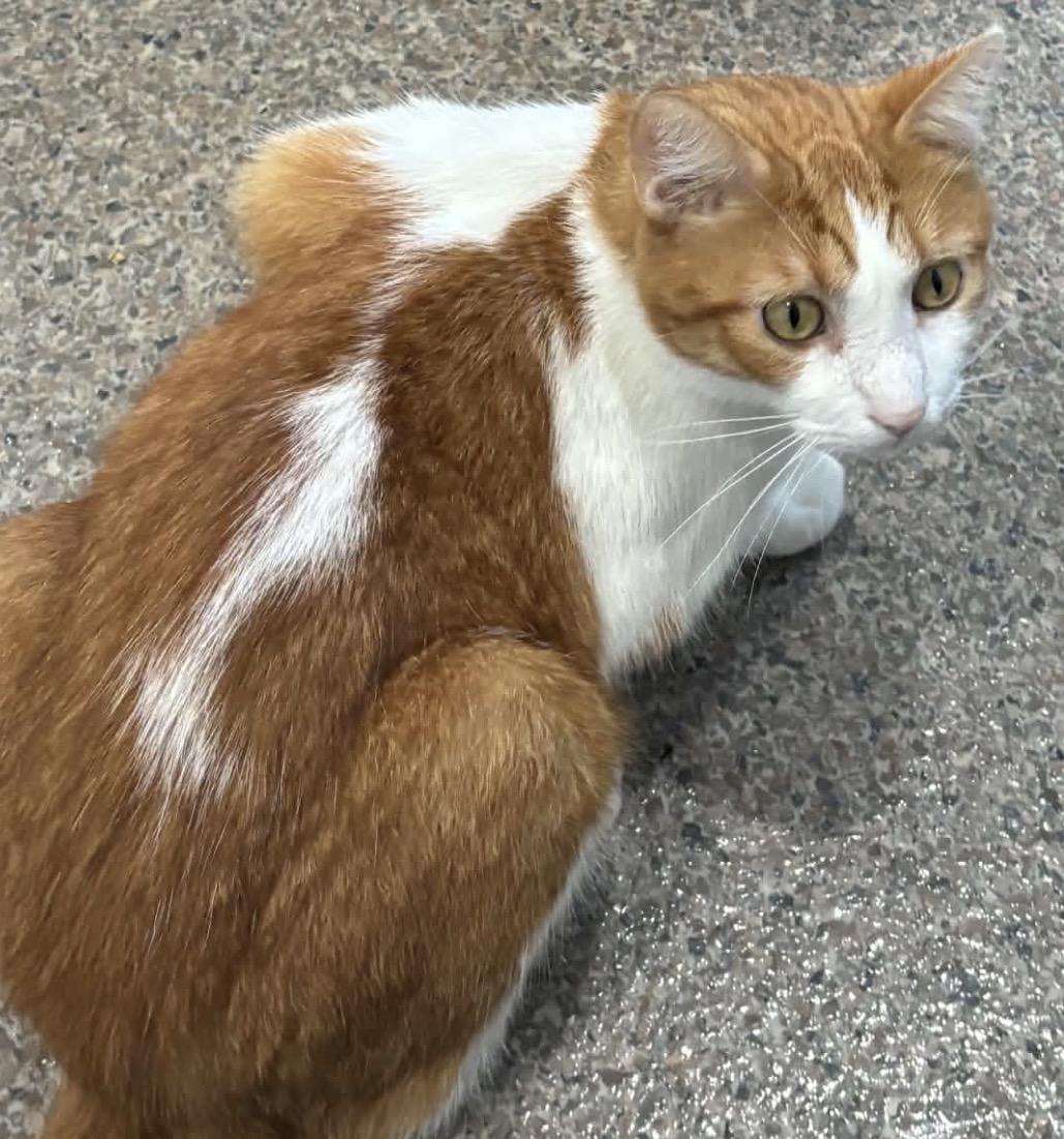 Enlarge Copper, a Adopted Domestic Short Hair in Sault Sainte Marie, MI image 4/4