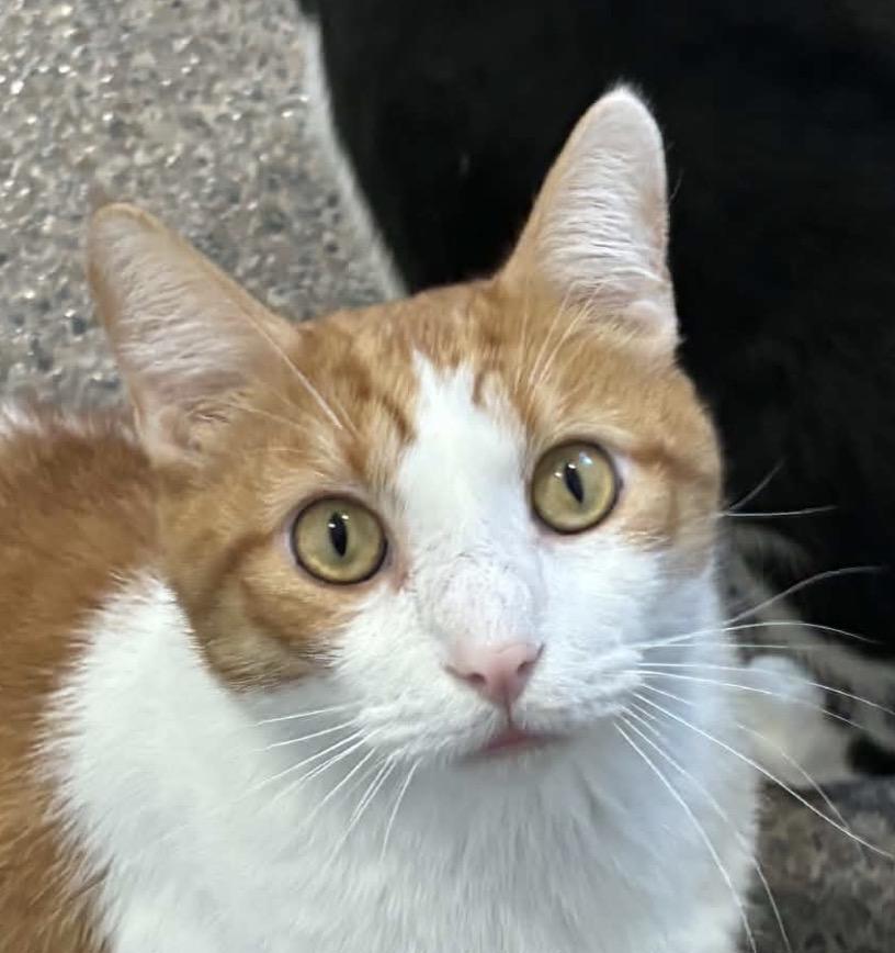 Copper, Adopted, Adult Male Domestic Short Hair.
