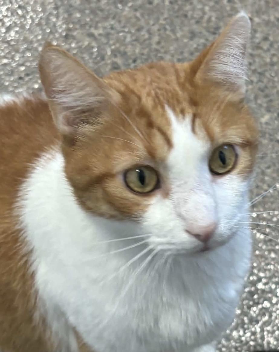 Enlarge Copper, a Adopted Domestic Short Hair in Sault Sainte Marie, MI image 3/4