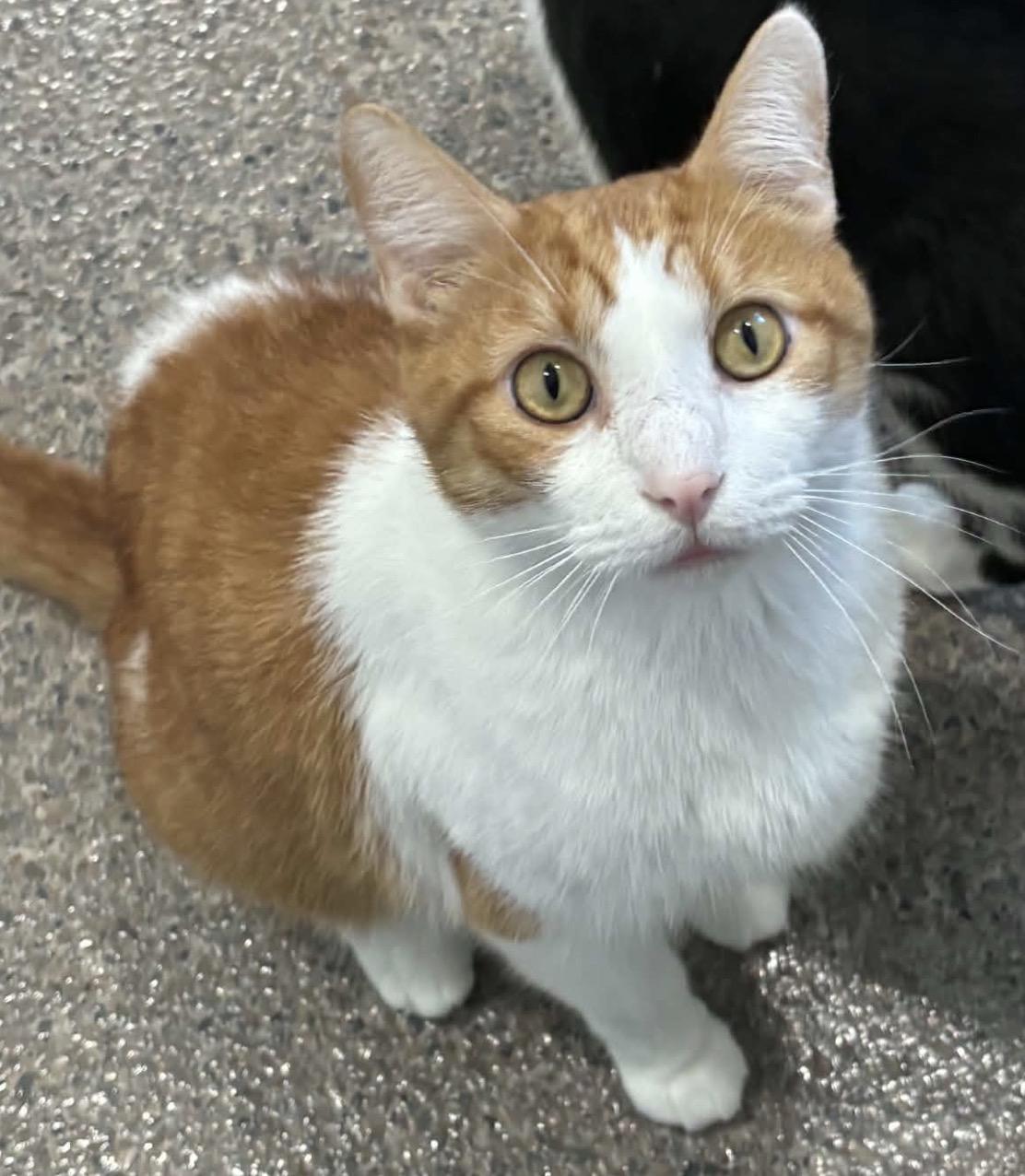Enlarge Copper, a Adopted Domestic Short Hair in Sault Sainte Marie, MI image 2/4