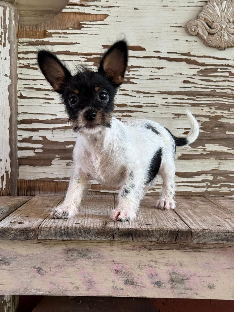 Clarice, ADOPTABLE, Young Female Rat Terrier.
