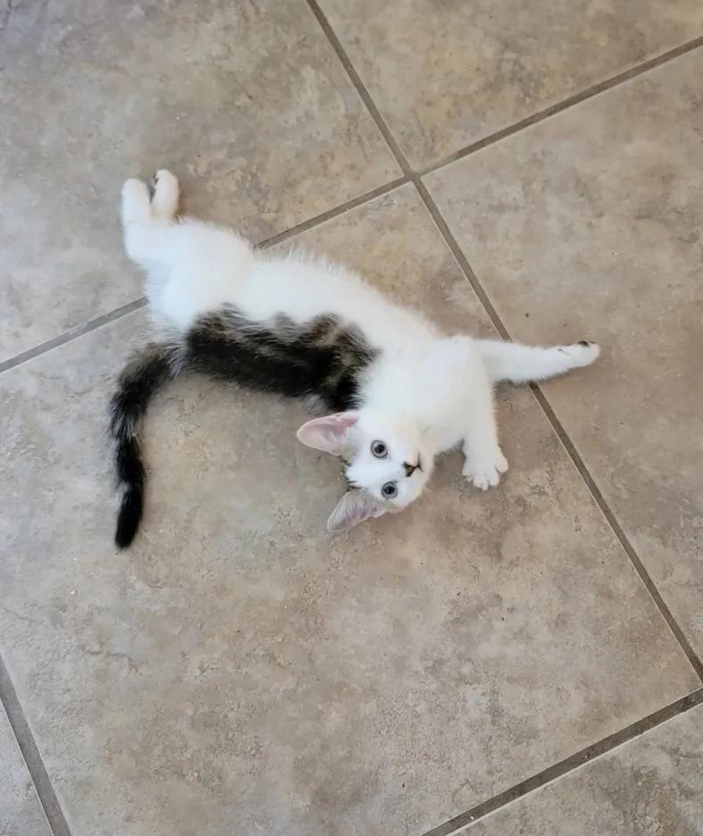 Mileena, Baby Female Domestic Short Hair