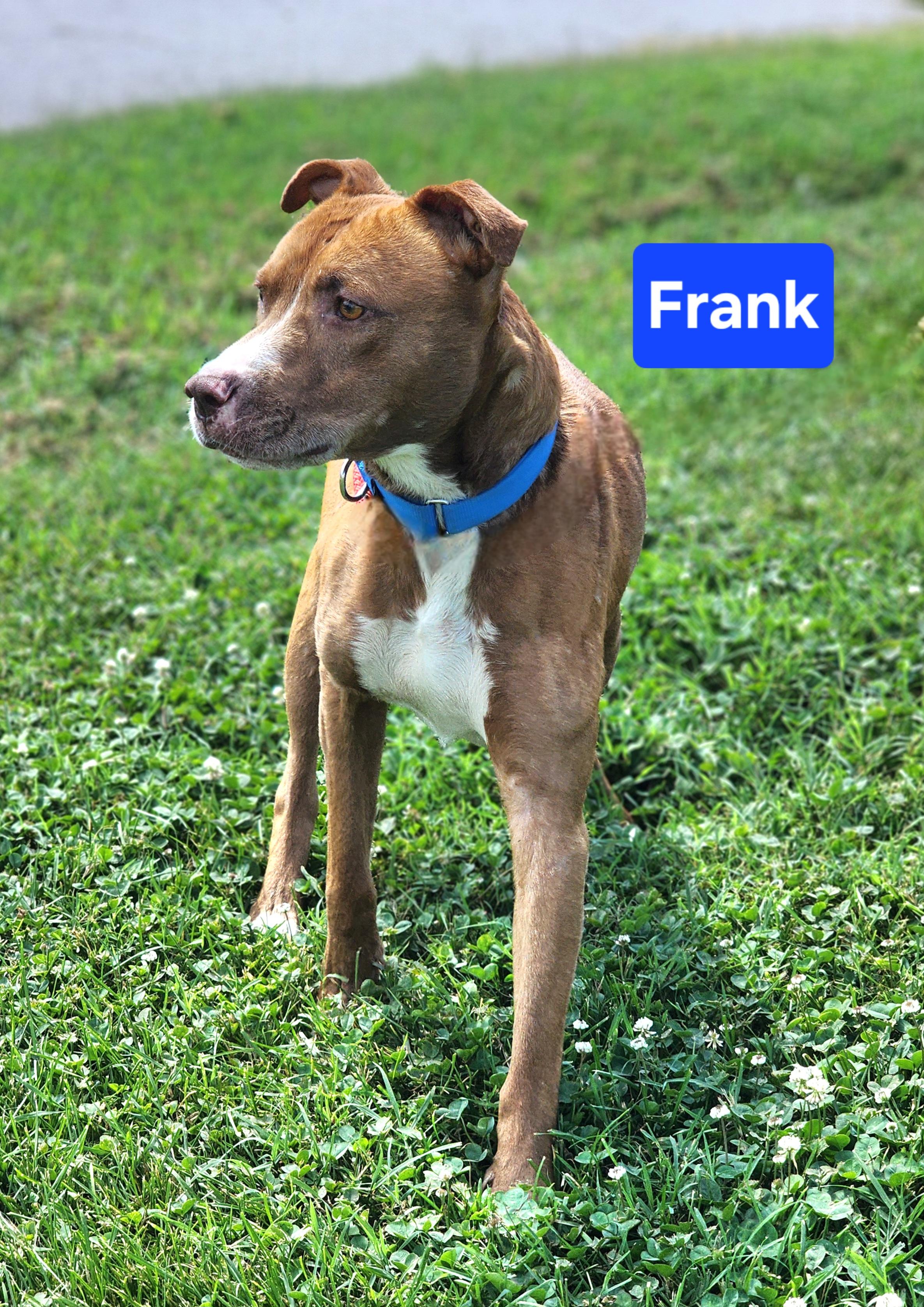 Enlarge Frank, a Adoptable mixed breed in Clinton, MO image 2/2