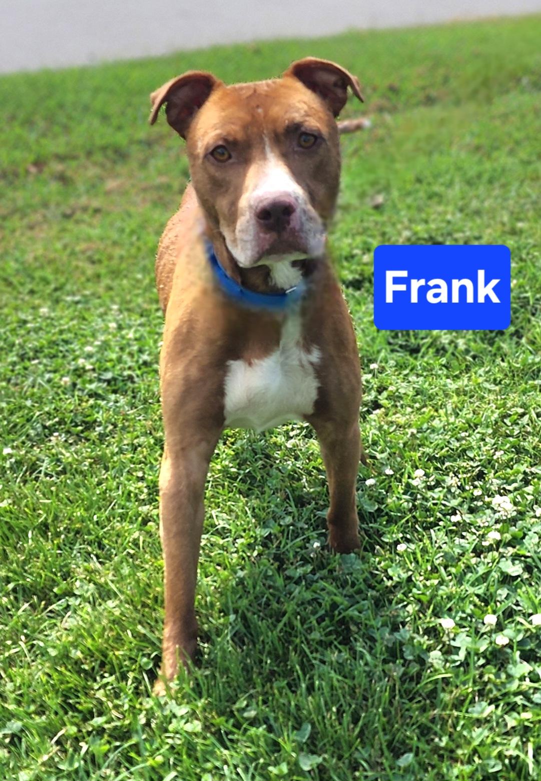 Enlarge Frank, a Adoptable mixed breed in Clinton, MO image 1/2