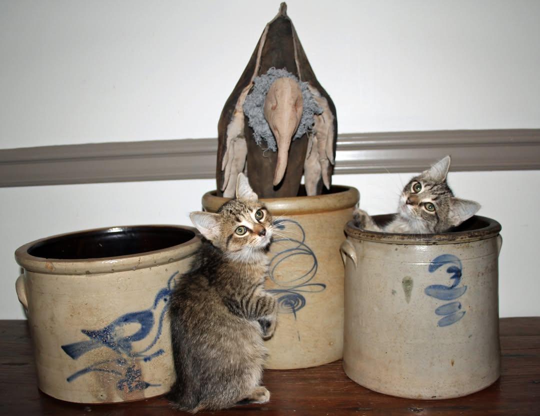 Enlarge Perry and Gracie, an adopted mixed breed in Salem, NJ image 1/3