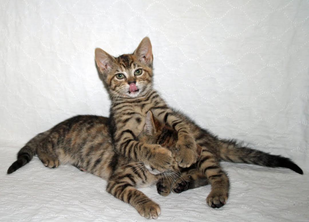 Enlarge Perry and Gracie, an adopted mixed breed in Salem, NJ image 3/3