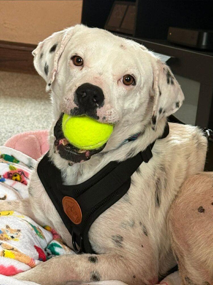 Lillian (GA), Adoptable, Adult Female Labrador Retriever.