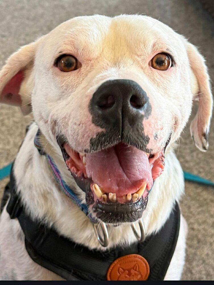 Enlarge Lillian (GA), a Adoptable Labrador Retriever in New York, NY image 2/3