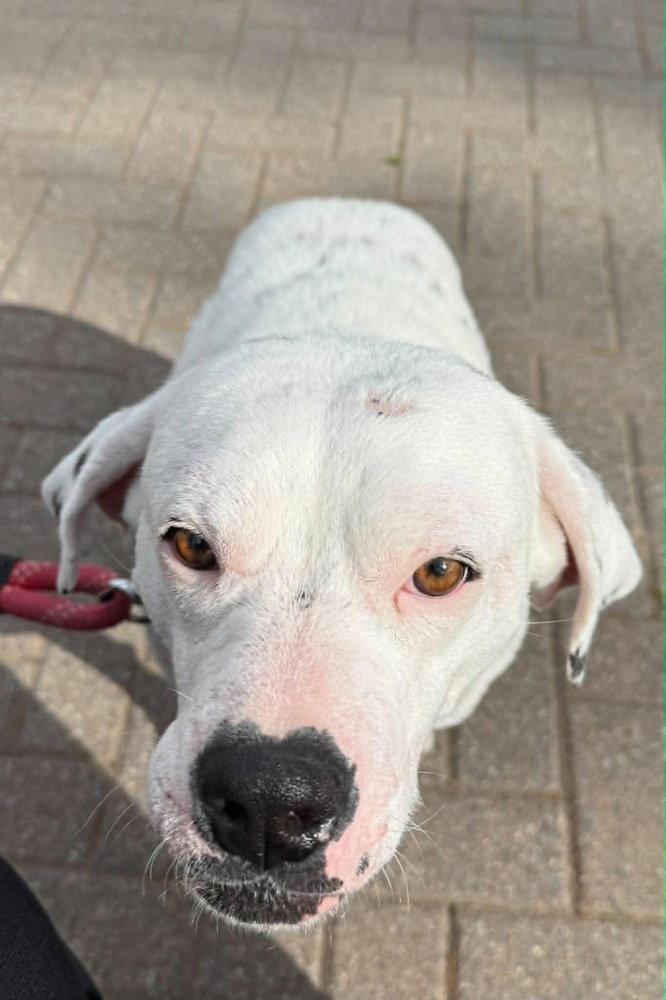 Enlarge Lillian (GA), a Adoptable Labrador Retriever in New York, NY image 3/3