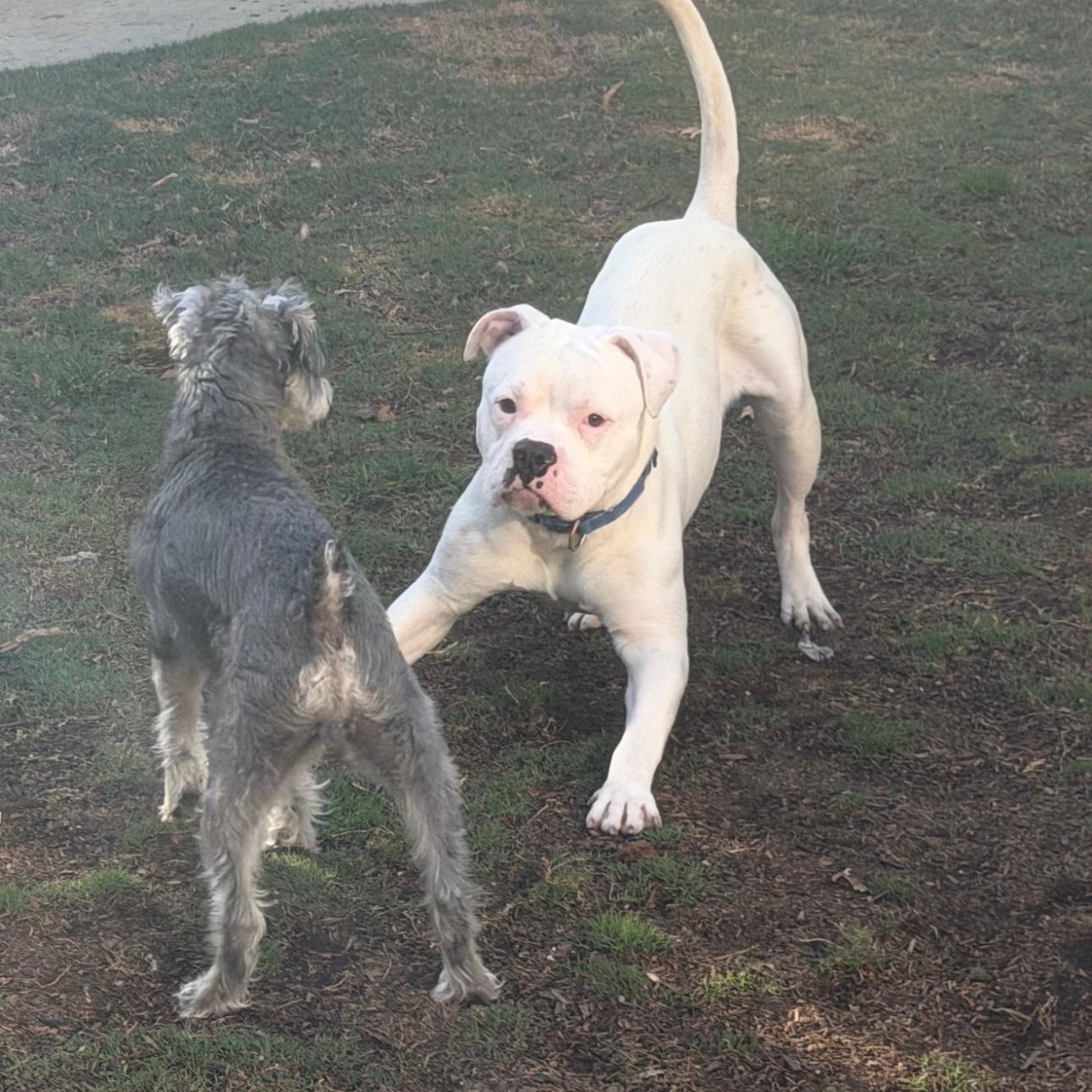 Pete , an adopted American Bulldog in Riverside, CA image 3/4