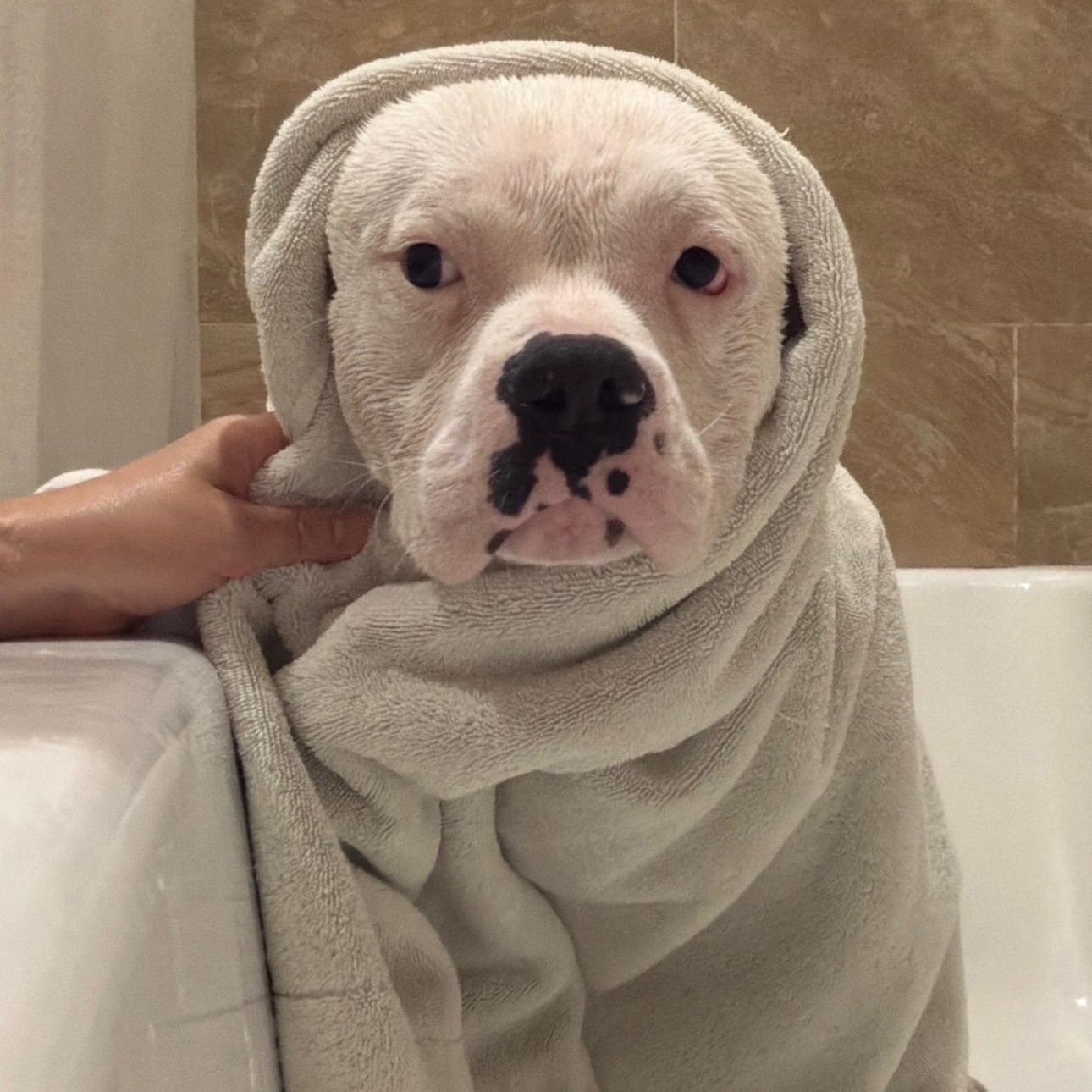 Pete , an adopted American Bulldog in Riverside, CA image 1/4
