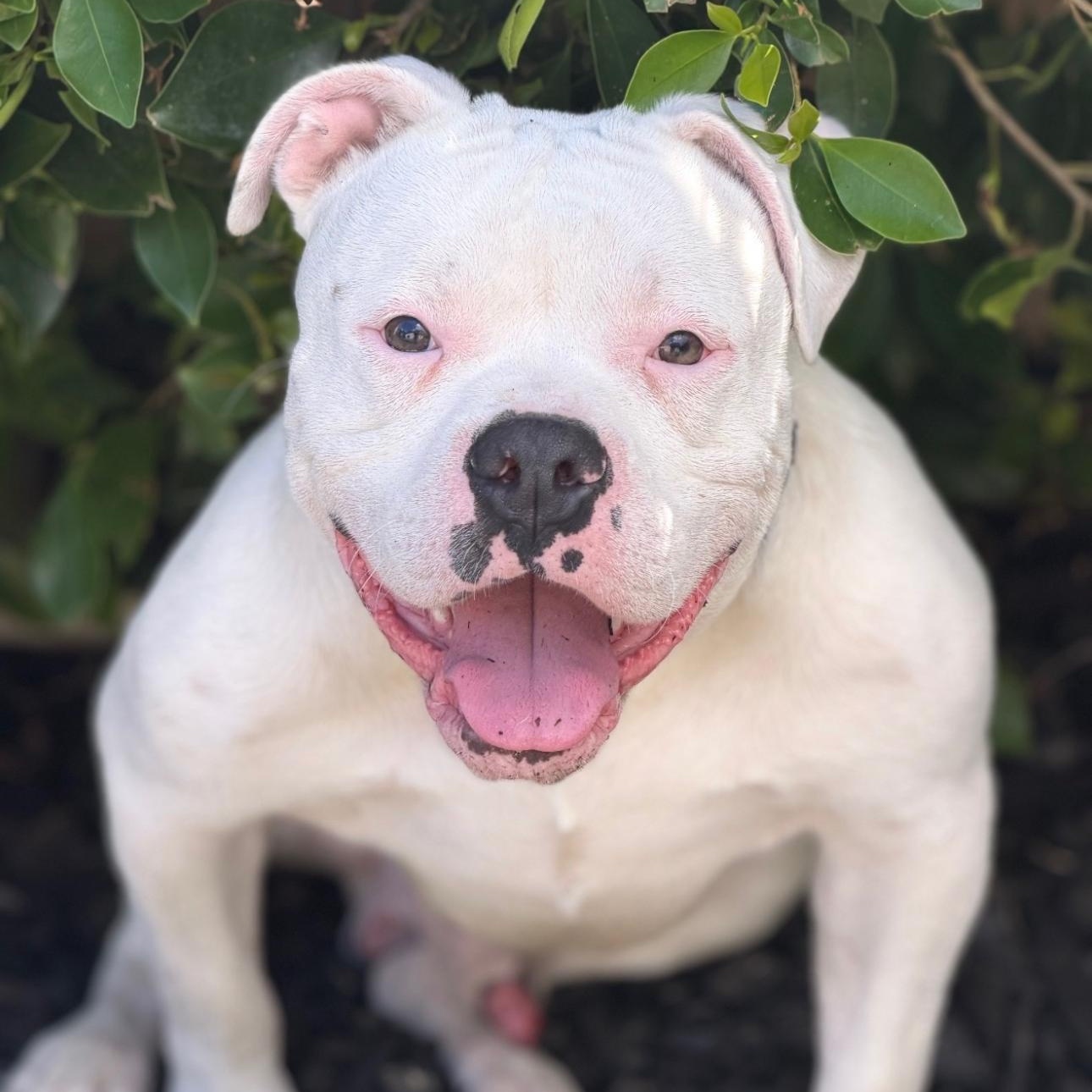 Pete , an adopted American Bulldog in Riverside, CA image 2/4