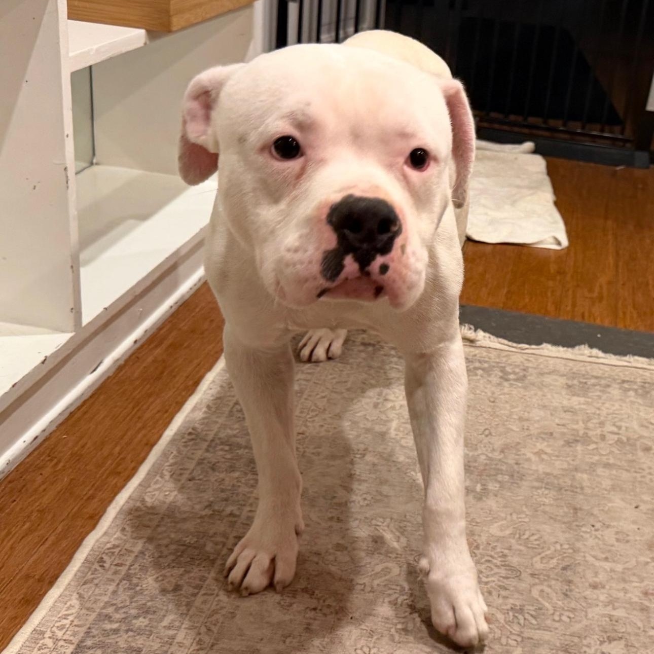 Pete , an adopted American Bulldog in Riverside, CA image 4/4