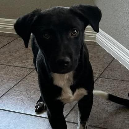 Mr.Lavender AG, Young Male Boxer