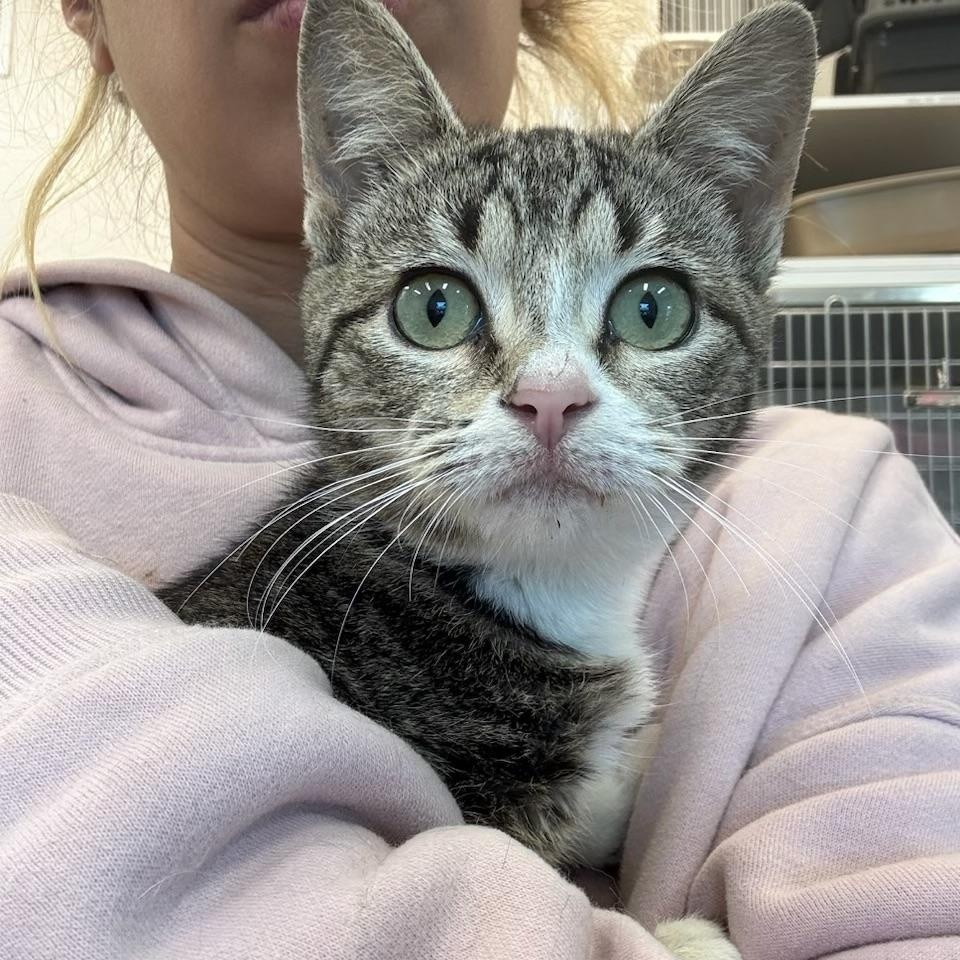 Sabrina, adopted, Kitten Female Domestic Short Hair.