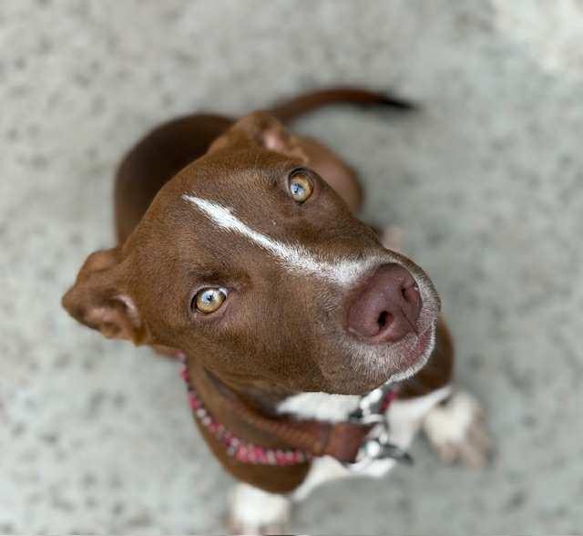 Enlarge Coco, an adopted mixed breed in Rogers, AR image 1/1