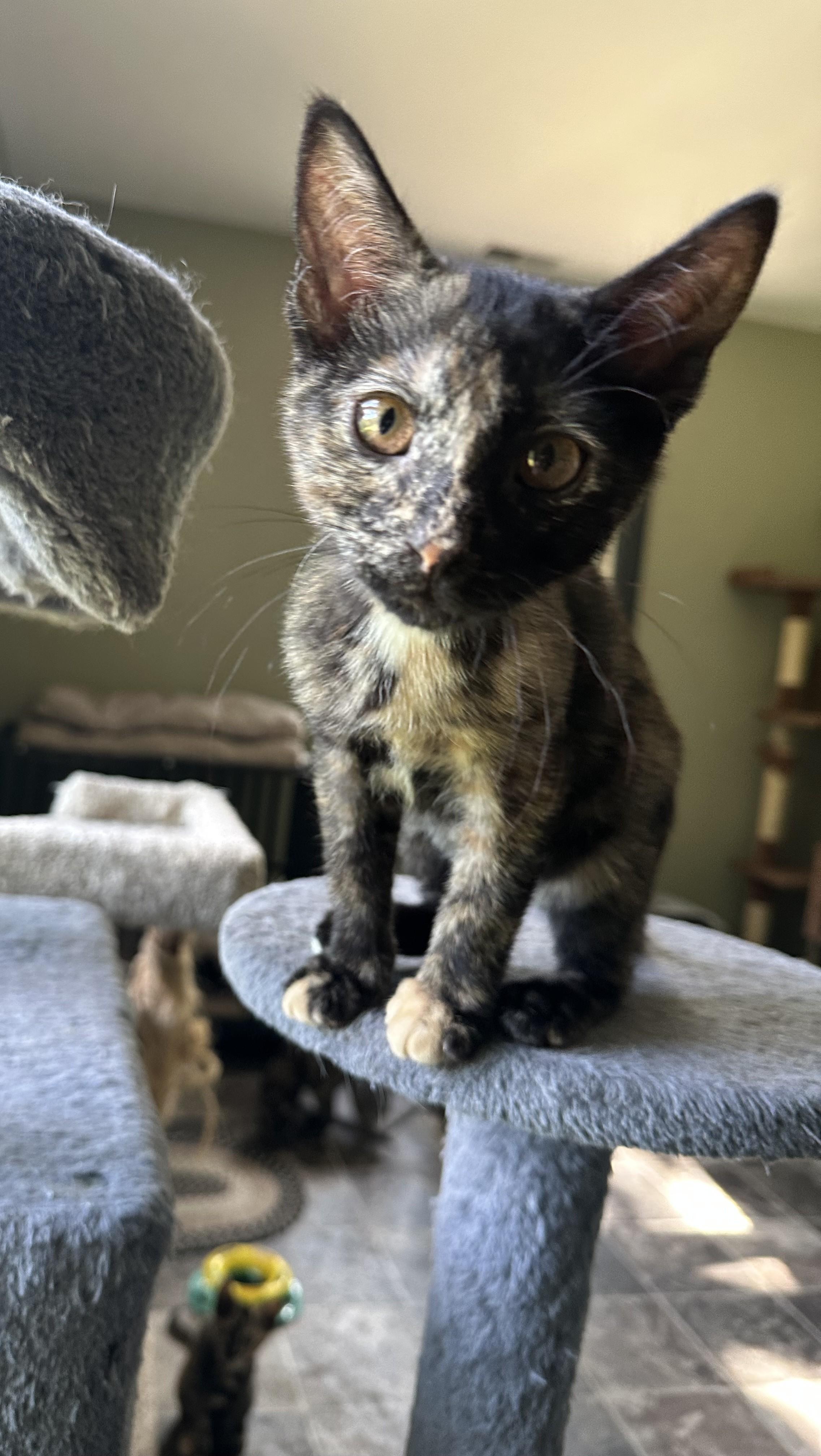 Rosie, Adoptable, Young Female Tortoiseshell & Oriental Short Hair.