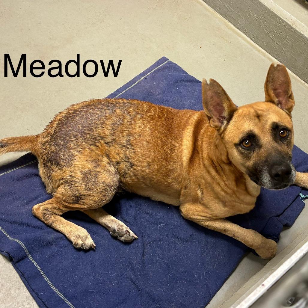 Enlarge Meadow, a Adoptable mixed breed in Morganfield, KY image 3/4