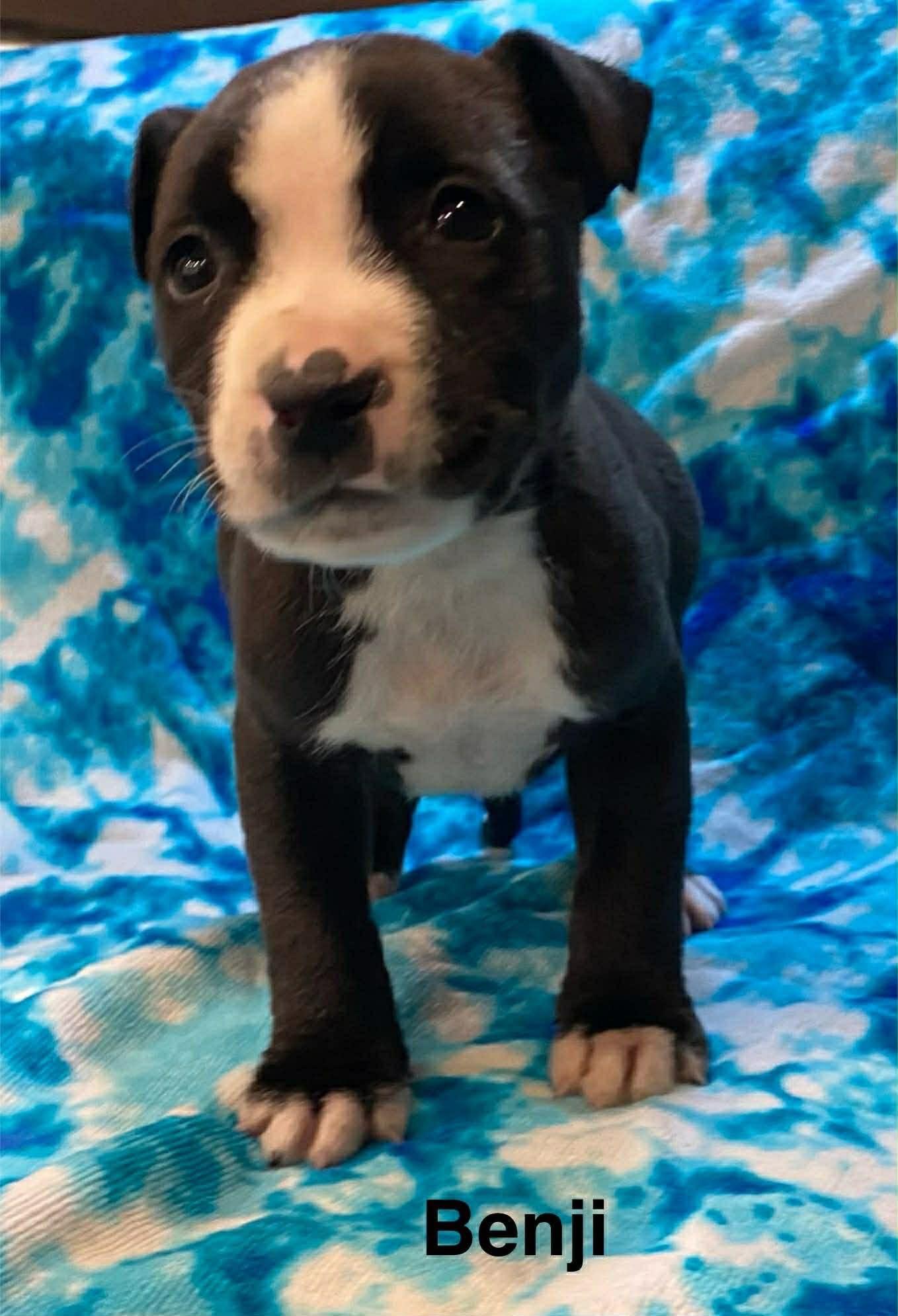 Enlarge Benji, a ADOPTABLE Pit Bull Terrier in Littleton, CO image 1/1
