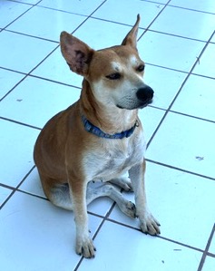 Canela (47) — thumbnail 2