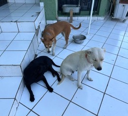 Canela (47) — thumbnail 3